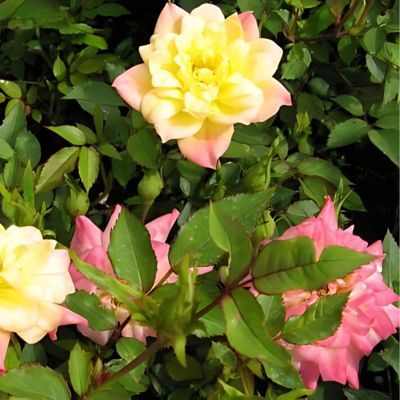 Rosier miniature Tricolor - Leaderplant