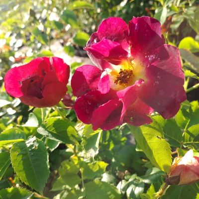 Rosier Naturen ® - Leaderplant