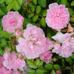 Rosier Pablito - Leaderplant