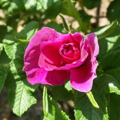 Rosier rugueux Hansa - Leaderplant