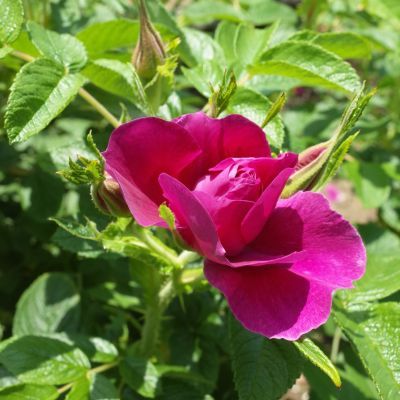 Rosier rugueux Hansa - Leaderplant