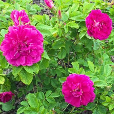 Rosier rugueux Hansa - Leaderplant