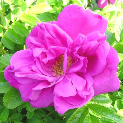 Rosier Roseraie de l'Hay - Leaderplant