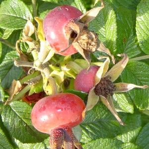 Rosier Roseraie de l'Hay - Leaderplant