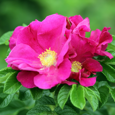Rosier rugueux Rubra - Leaderplant