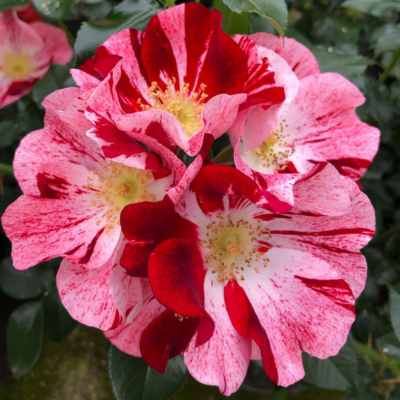 Rosier Simsalabim Nectar Garden  - Leaderplant
