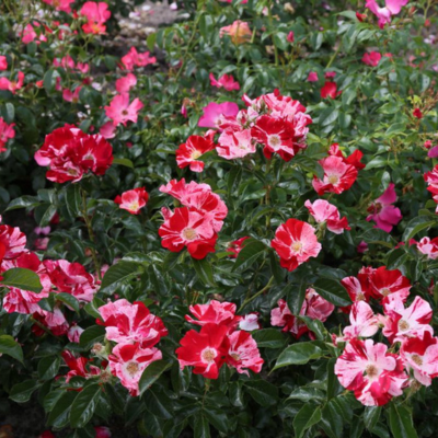 Rosier Simsalabim Nectar Garden  - Leaderplant