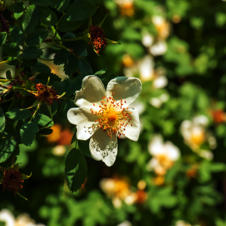 Rosier Pimprenelle  - Leaderplant