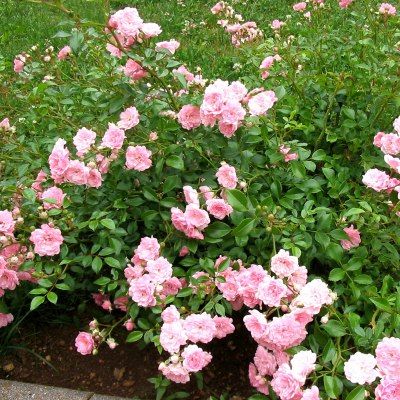 Rosier paysager The Fairy en mini-motte - Leaderplant
