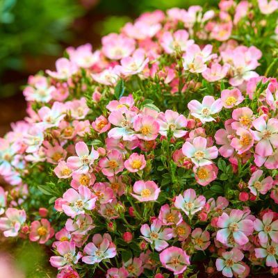 Rosier Cutie Pie ® - Leaderplant