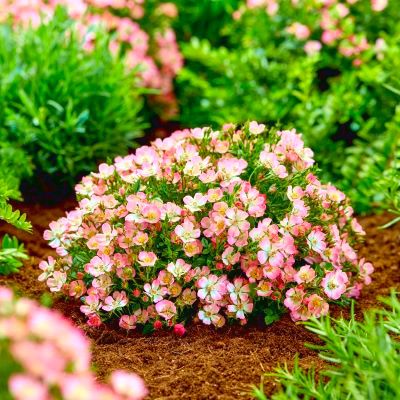 Rosier Cutie Pie ® - Leaderplant