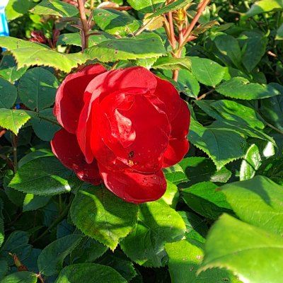 Rosier KORDES Milano ® - Leaderplant