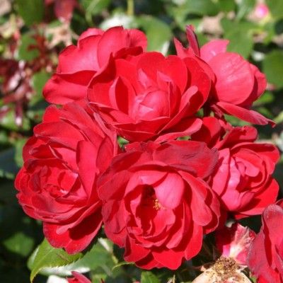 Rosier KORDES Milano ® - Leaderplant
