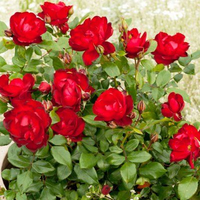 Rosier KORDES Milano ® - Leaderplant