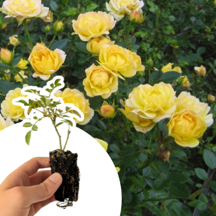 Rosier Paysager Yellow Fairy en mini-motte - Leaderplant
