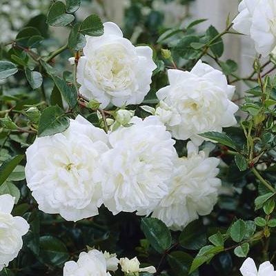 Rosier paysager White Fairy - Leaderplant