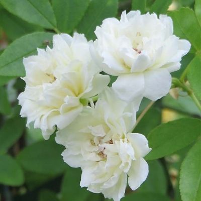 Rosier grimpant Banks blanc - Leaderplant