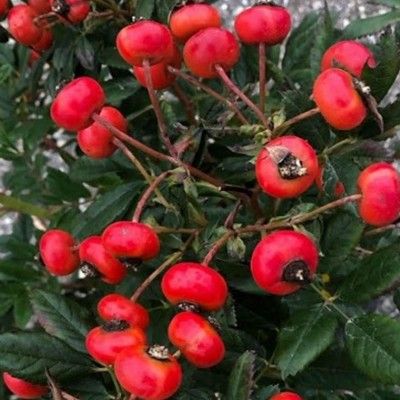 Rosier Jam-a-licious ® - Leaderplant