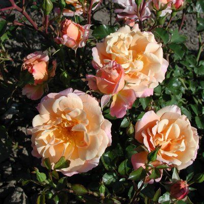 Rosier KORDES Cubana ® - Leaderplant