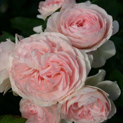 Rosier KORDES Larissa ® - Leaderplant