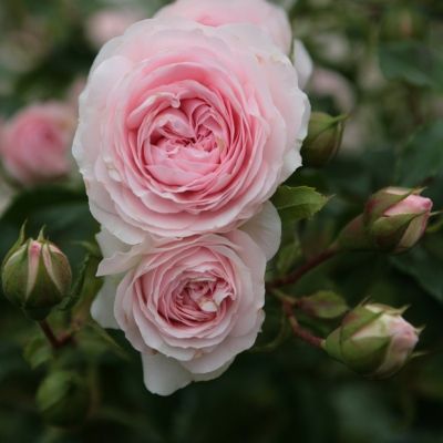 Rosier KORDES Larissa ® - Leaderplant