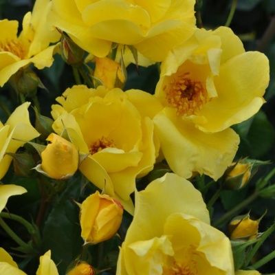 Rosier remontant Lemon Fizz ® - Leaderplant