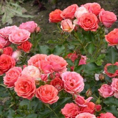 Rosier Lilliputs ® Mandarin ® - Leaderplant