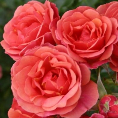 Rosier Lilliputs ® Mandarin ® - Leaderplant