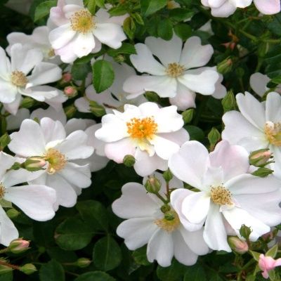 Rosier KORDES Medeo ® - Leaderplant