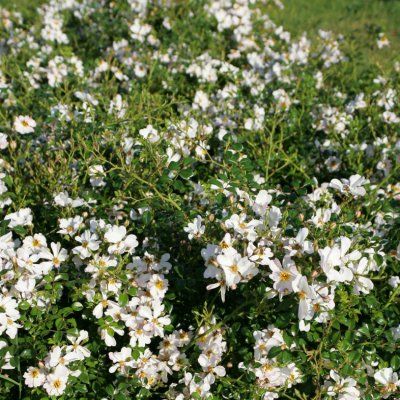 Rosier KORDES Medeo ® - Leaderplant