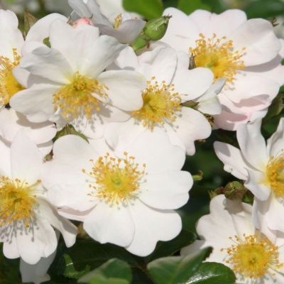 Rosier KORDES Medeo ® - Leaderplant