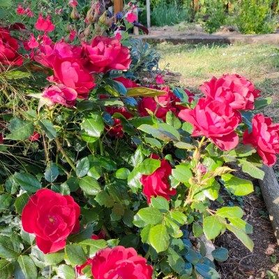 Rosier KORDES Milano ® - Leaderplant