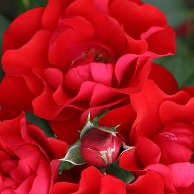 Rosier KORDES Milano ® - Leaderplant