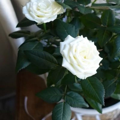Rosier Miniature White - Leaderplant