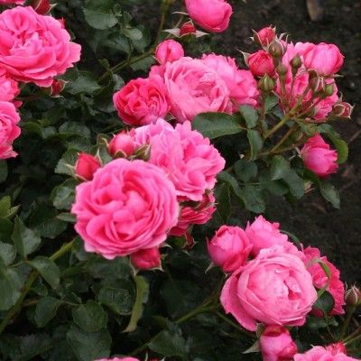 Rosier double remontant Moin Moin ® - Leaderplant