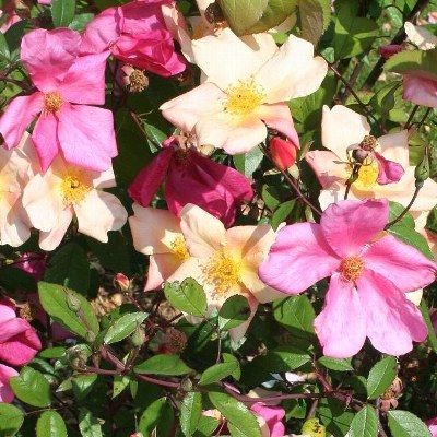 Rosier mutabilis - Leaderplant
