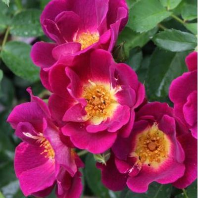 Rosier Naturen ® - Leaderplant