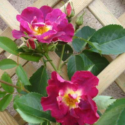 Rosier Naturen ® - Leaderplant