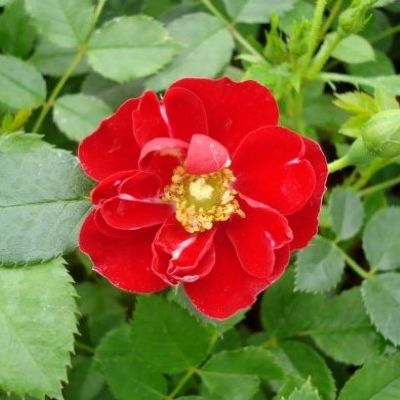 Rosier paysager Fairy Donkerrood - Leaderplant