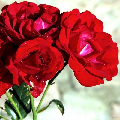 Rosier paysager Fairy Donkerrood - Leaderplant