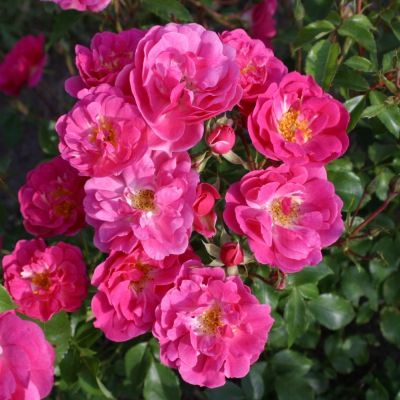 Rosier KORDES Pink Emely ® - Leaderplant