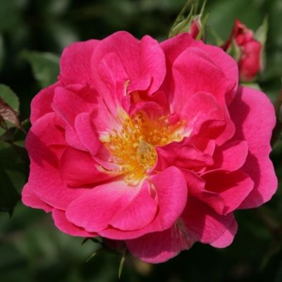 Rosier KORDES Pink Emely ® - Leaderplant