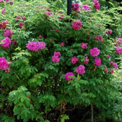 Rosier PomPom Perfume (pivoine) - Leaderplant
