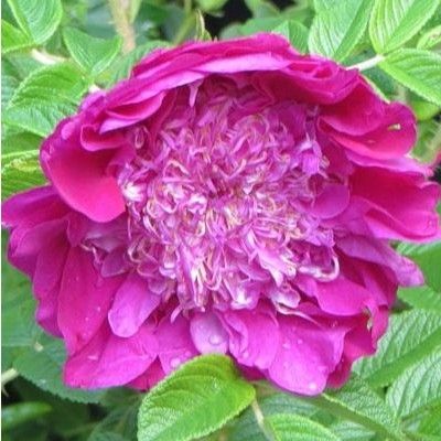 Rosier PomPom Perfume (pivoine) - Leaderplant