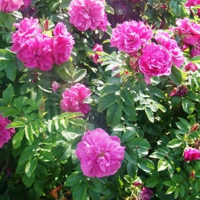 Rosier Roseraie de l'Hay - Leaderplant