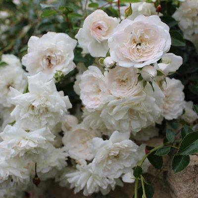 Rosier couvre-sol SeaFoam - Leaderplant