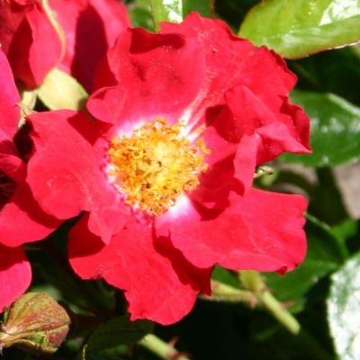 Rosier KORDES Sommerabend ® - Leaderplant