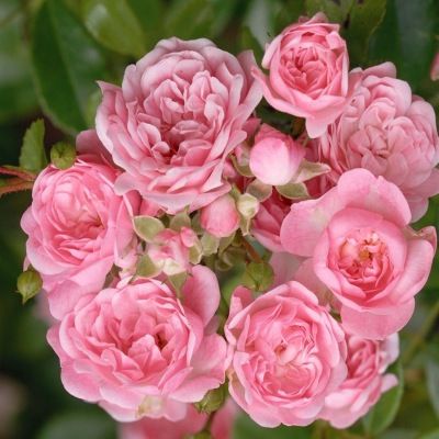 Rosier paysager The Fairy en mini-motte - Leaderplant