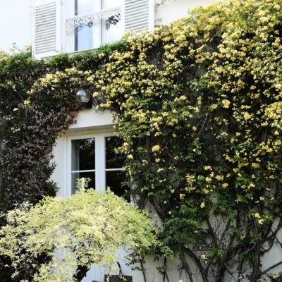 Rosier grimpant Banks jaune - Leaderplant