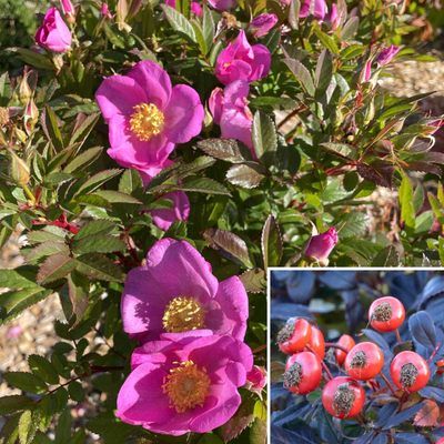 Rosier Jam-a-licious ® - Leaderplant